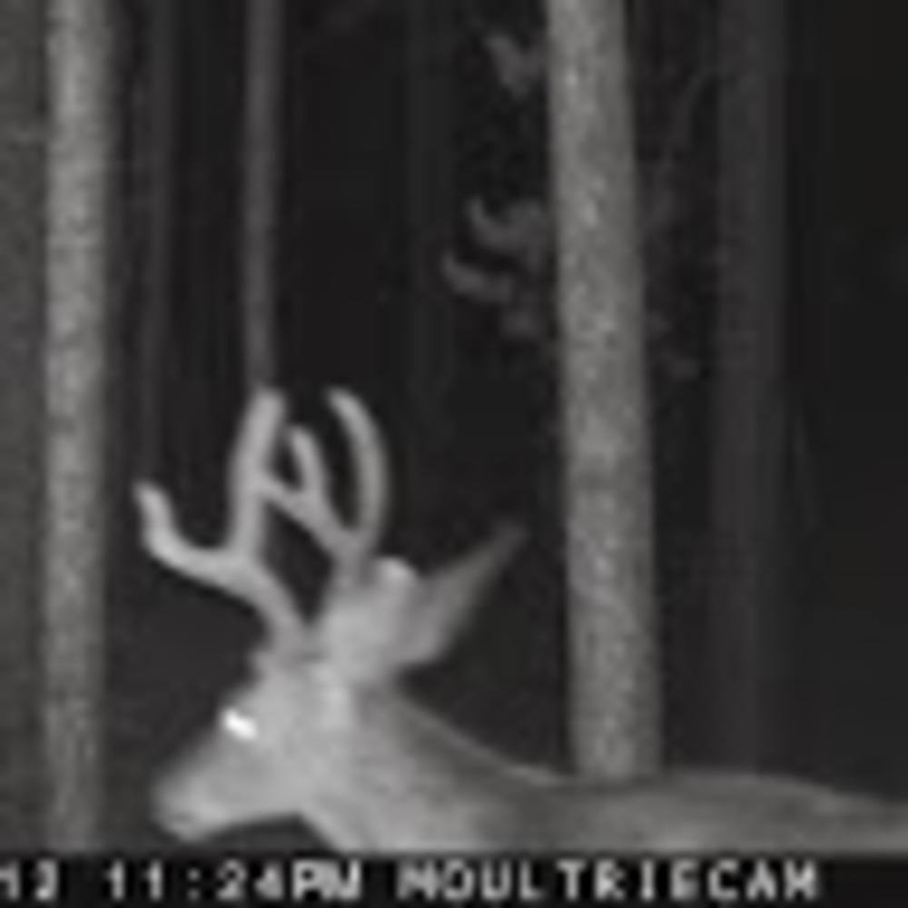 Meet your Posher, Renee